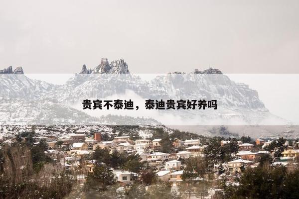 贵宾不泰迪，泰迪贵宾好养吗
