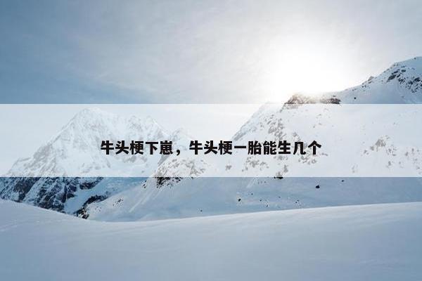 牛头梗下崽，牛头梗一胎能生几个