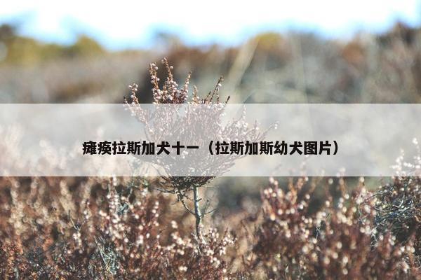 瘫痪拉斯加犬十一（拉斯加斯幼犬图片）