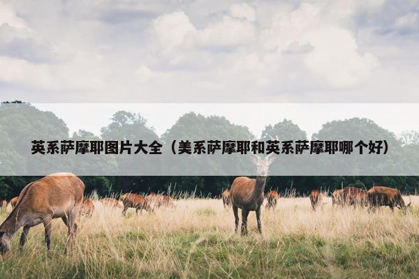 英系萨摩耶图片大全（美系萨摩耶和英系萨摩耶哪个好）