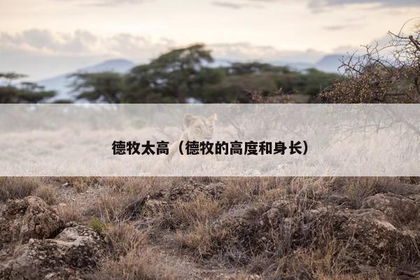 德牧太高（德牧的高度和身长）