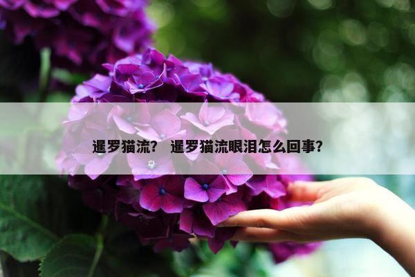 暹罗猫流？ 暹罗猫流眼泪怎么回事？