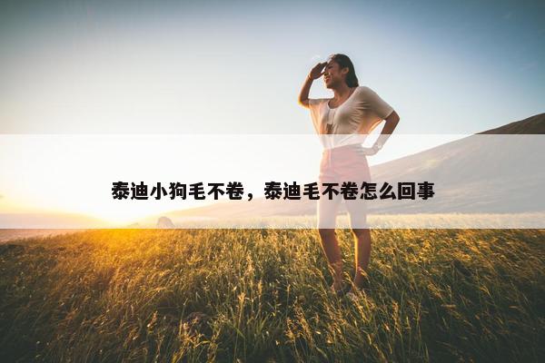 泰迪小狗毛不卷，泰迪毛不卷怎么回事