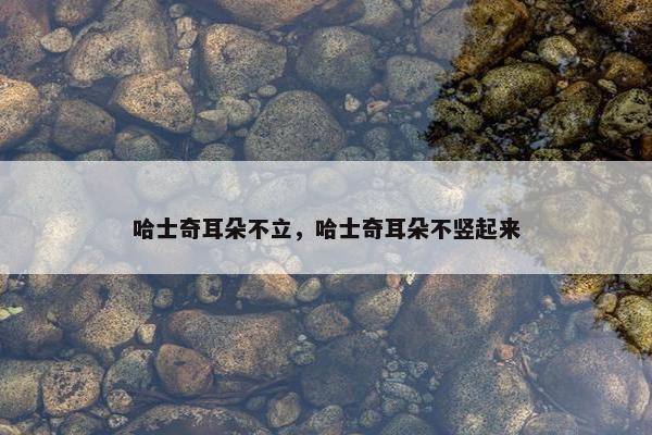 哈士奇耳朵不立，哈士奇耳朵不竖起来