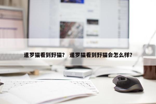 暹罗猫看到野猫？ 暹罗猫看到野猫会怎么样？
