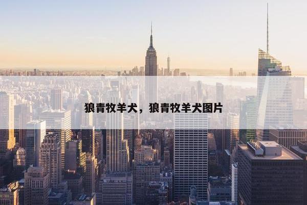 狼青牧羊犬，狼青牧羊犬图片
