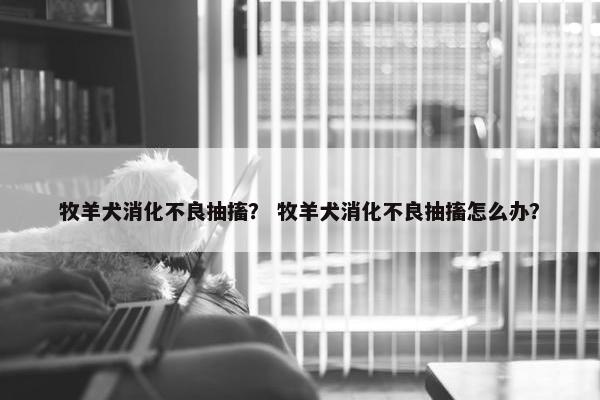 牧羊犬消化不良抽搐？ 牧羊犬消化不良抽搐怎么办？
