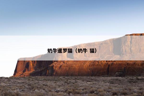奶牛暹罗猫（奶牛 猫）