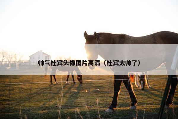帅气杜宾头像图片高清（杜宾太帅了）