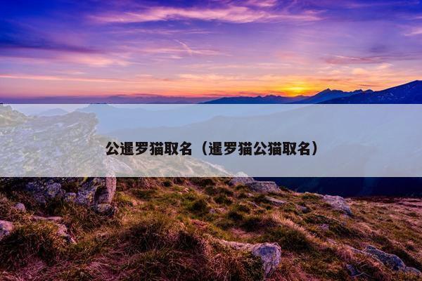 公暹罗猫取名（暹罗猫公猫取名）
