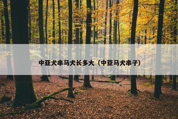 中亚犬串马犬长多大（中亚马犬串子）