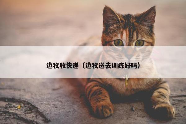 边牧收快递（边牧送去训练好吗）