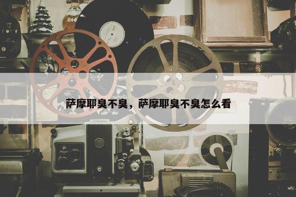 萨摩耶臭不臭，萨摩耶臭不臭怎么看