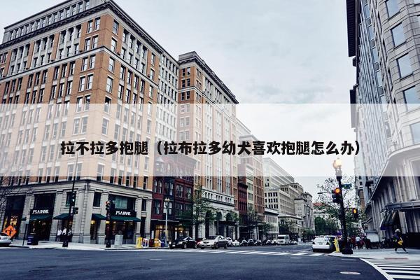 拉不拉多抱腿（拉布拉多幼犬喜欢抱腿怎么办）