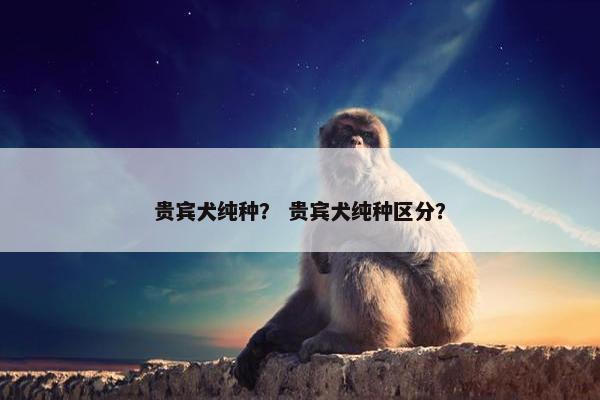 贵宾犬纯种？ 贵宾犬纯种区分？