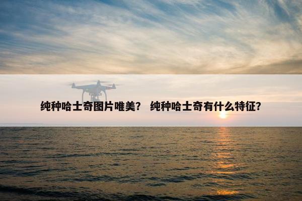 纯种哈士奇图片唯美？ 纯种哈士奇有什么特征？