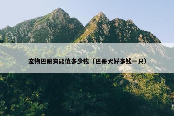 宠物巴哥狗能值多少钱（巴哥犬好多钱一只）
