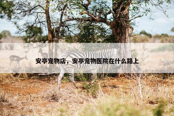 安亭宠物店，安亭宠物医院在什么路上