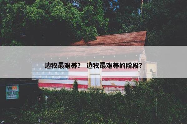 边牧最难养？ 边牧最难养的阶段？