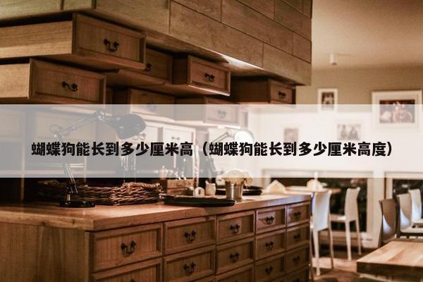 蝴蝶狗能长到多少厘米高（蝴蝶狗能长到多少厘米高度）
