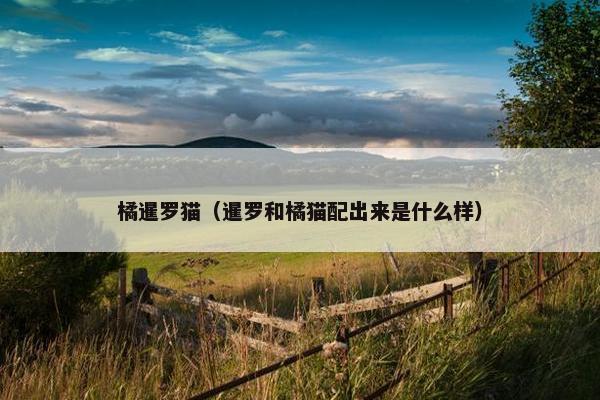 橘暹罗猫（暹罗和橘猫配出来是什么样）