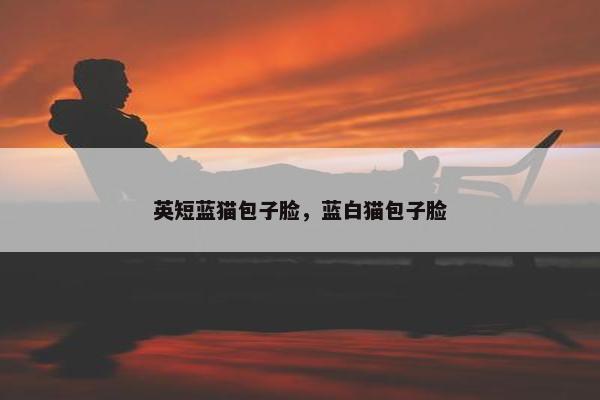 英短蓝猫包子脸，蓝白猫包子脸