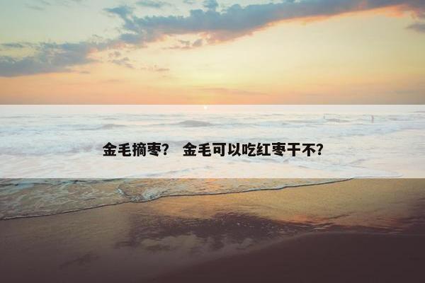 金毛摘枣？ 金毛可以吃红枣干不？