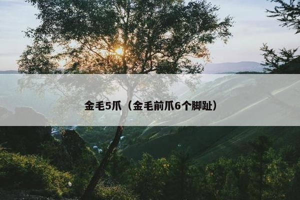 金毛5爪（金毛前爪6个脚趾）
