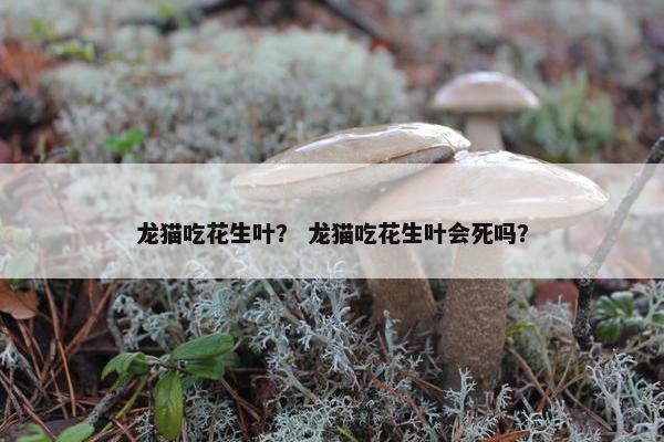 龙猫吃花生叶？ 龙猫吃花生叶会死吗？