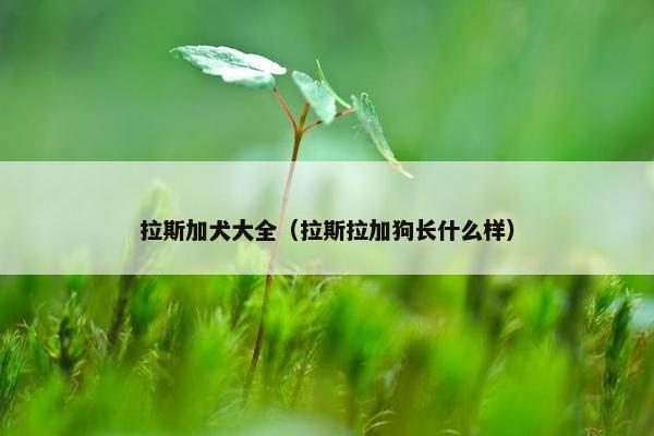 拉斯加犬大全（拉斯拉加狗长什么样）