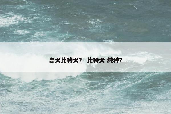 忠犬比特犬？ 比特犬 纯种？