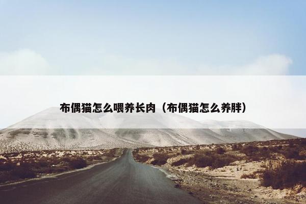 布偶猫怎么喂养长肉（布偶猫怎么养胖）