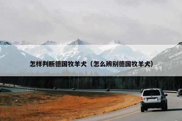怎样判断德国牧羊犬（怎么辨别德国牧羊犬）