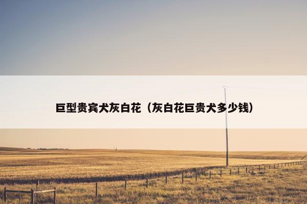 巨型贵宾犬灰白花（灰白花巨贵犬多少钱）