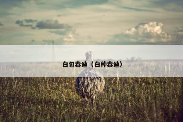 白包泰迪（白种泰迪）