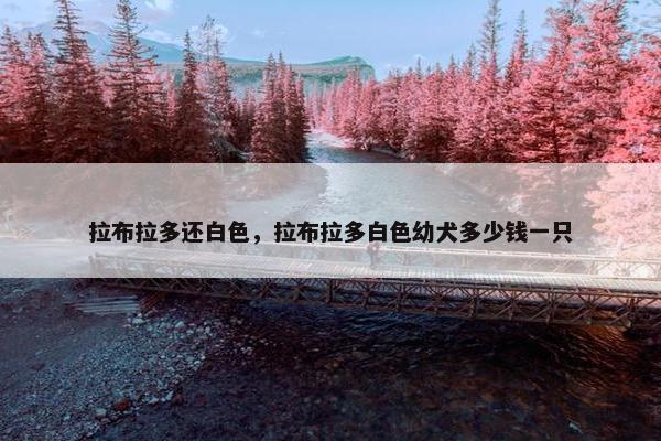 拉布拉多还白色，拉布拉多白色幼犬多少钱一只