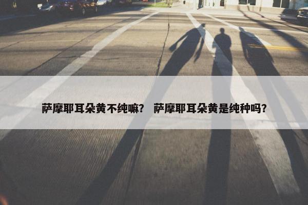 萨摩耶耳朵黄不纯嘛？ 萨摩耶耳朵黄是纯种吗？