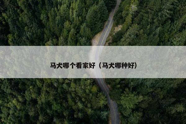 马犬哪个看家好（马犬哪种好）