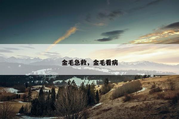 金毛急救，金毛看病