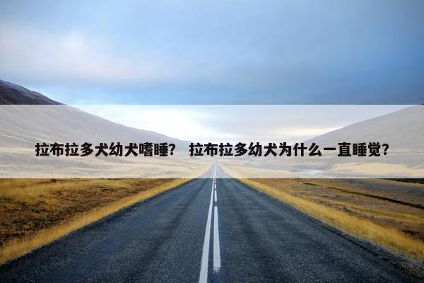 拉布拉多犬幼犬嗜睡？ 拉布拉多幼犬为什么一直睡觉？