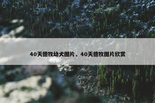 40天德牧幼犬图片，40天德牧图片欣赏