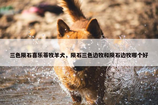 三色陨石喜乐蒂牧羊犬，陨石三色边牧和陨石边牧哪个好