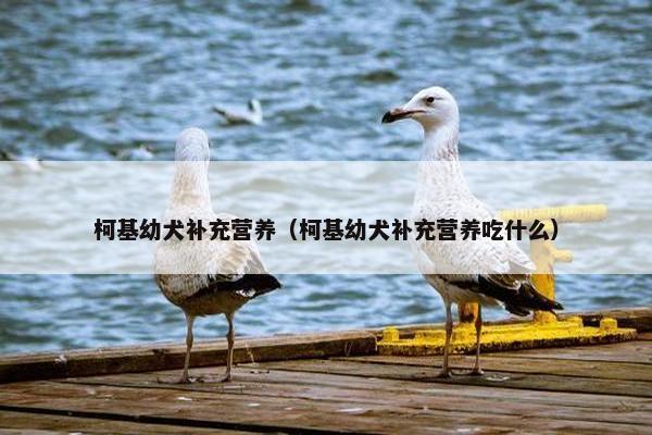 柯基幼犬补充营养（柯基幼犬补充营养吃什么）