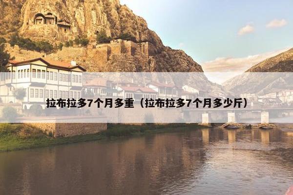拉布拉多7个月多重（拉布拉多7个月多少斤）