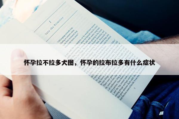 怀孕拉不拉多犬图，怀孕的拉布拉多有什么症状