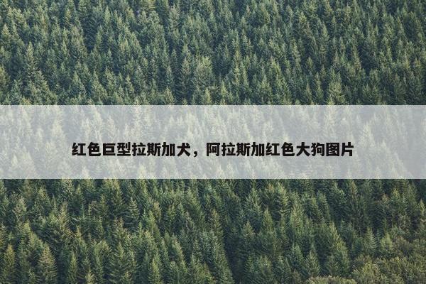 红色巨型拉斯加犬，阿拉斯加红色大狗图片