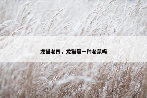 龙猫老四，龙猫是一种老鼠吗