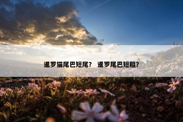 暹罗猫尾巴短尾？ 暹罗尾巴短粗？