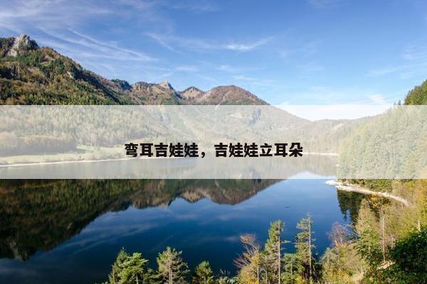 弯耳吉娃娃，吉娃娃立耳朵