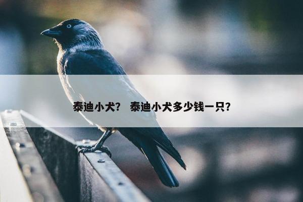 泰迪小犬？ 泰迪小犬多少钱一只？